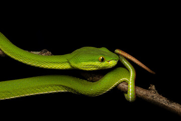Obraz premium Trimeresurus albolabris, the white-lipped pit viper or white-lipped tree viper is a endemic species of south East Asia 