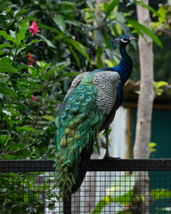 Obraz premium peacock in the garden