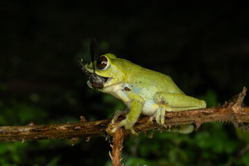 Fototapeta premium Beddome’s Bush Frog with a robber fly kill