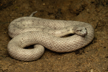 Fototapeta premium Dog-faced water snake ( Cerberus schneiderii ) Black-eyed leucistic morph