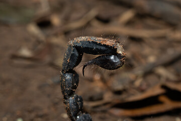 Close-up macro of scorpion stringer