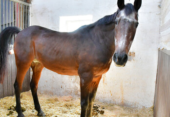 A brown and wellbuilt horse is calmly standing in a dirty stable