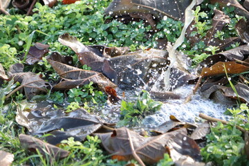Obraz premium The Refreshing Water Splashes on Dry Leaves Nestled in the Vibrant Green Grass Below
