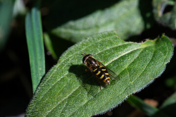 Fototapeta premium Hoverfly resting on green leaf
