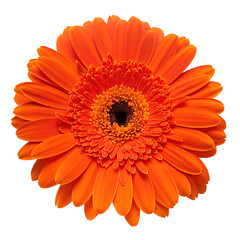 orange Gerbera flower head isolated white background.AI GENERATED