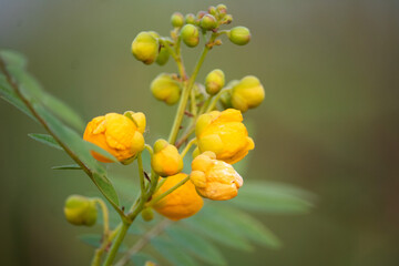 Siamese cassia Flowers in garden, Cassod tree, Senna siamea, cures neurosis