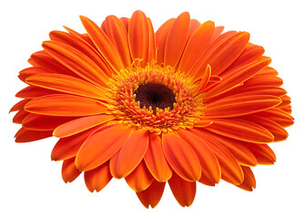orange Gerbera flower head isolated white background.AI GENERATED