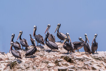 A group of Peruvian pelicans standing on the reef