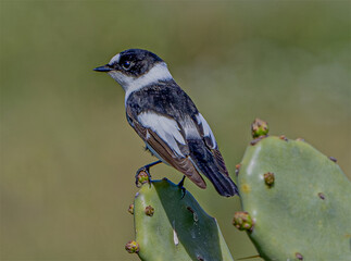 Balia dal collare (Ficedula albicollis)