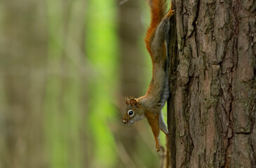 Fototapeta premium American Red Squirrel stretches on the side of a tree.