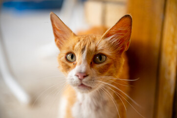 Close-up of a cat's inquisitive expression