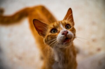 Alert ginger cat with sharp gaze