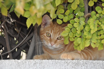 Pair of cats under bush outdoors
