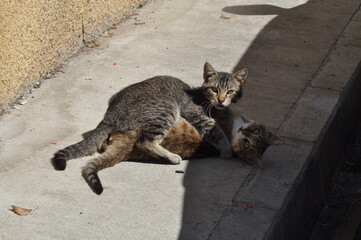 Tabby cat enjoying the sunlight outside