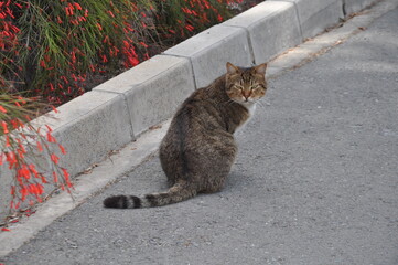 Gray cat sitting on stone wall outside