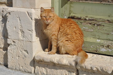 Curious cat peeking over a ledge