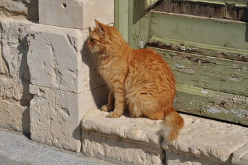 Orange cat watching something curiously