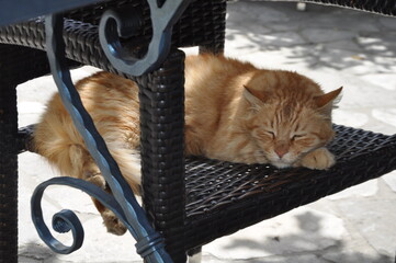 Orange tabby cat resting on a blanket