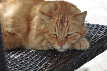 Orange tabby cat resting on a blanket