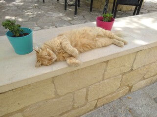 Ginger cat lying on a sunny balcony