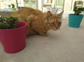 Cat relaxing on a balcony near plants