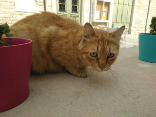 Orange cat resting near pink flower pot