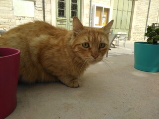 Cat lying down enjoying outdoor space