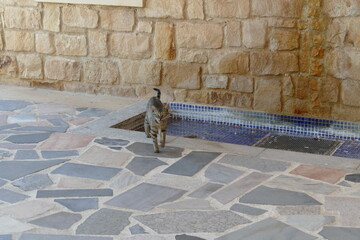 Kitten resting on outdoor blue floor tiles