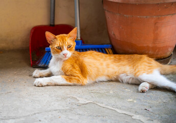 Ginger cat resting near blue cushion