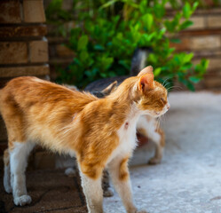 Curious orange cat looking at something
