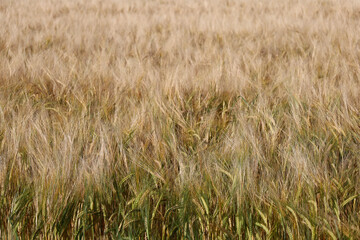 Gold barley field in the wind in Scotland, UK