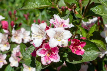 Fototapeta premium A bush with delicate pink and white flowers and vibrant green leaves