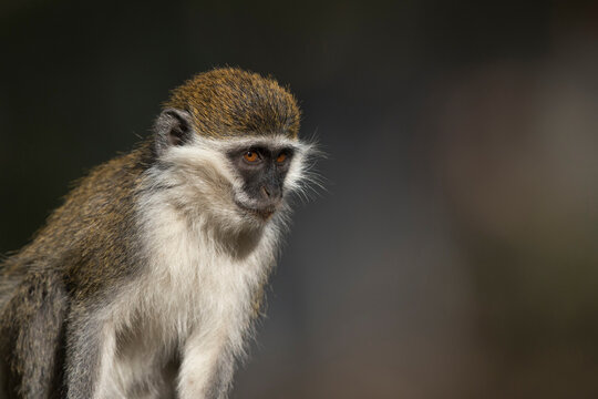 Portrait of an adult grivet monkey (chlorocebus aethiops) at Lake Chamo in Ethiopia