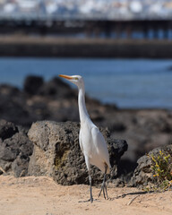 Great egret (white heron) on the beach of Fuerteventura, Spain