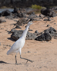 Great egret (white heron) on the beach of Fuerteventura, Spain