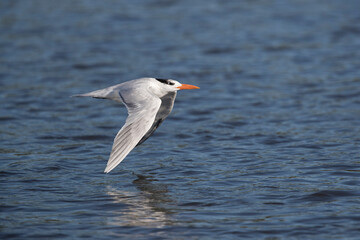Royal Tern (Thalasseus maximus) in winter plumage in flight