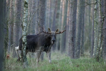 Łoś (Alces alces) moose © Bartosz Rakoczy