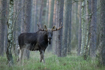 Łoś (Alces alces) moose © Bartosz Rakoczy