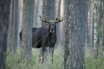 Łoś (Alces alces) moose © Bartosz Rakoczy