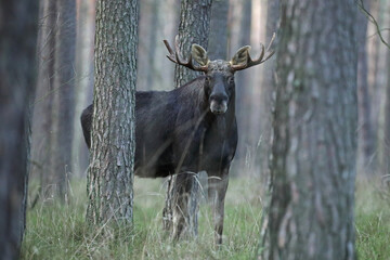 Łoś (Alces alces) moose © Bartosz Rakoczy