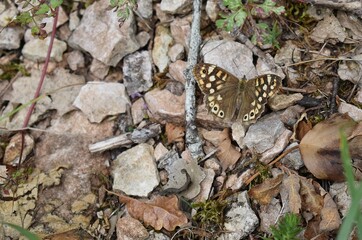 Papillon Tircis,  Speckled Wood (Pararge aegeria) posé au sol.