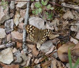 Papillon Tircis, Speckled Wood (Pararge aegeria) posé au sol.