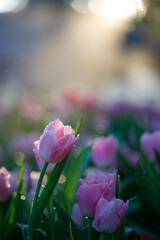 Fototapeta premium colorful tulips flowering in the garden.