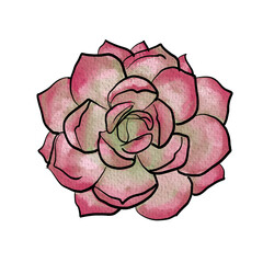 Obraz premium Watercolor odette succulent . Isolated on white background.