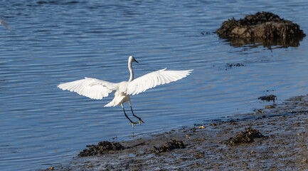 Little egret - Egretta garzetta