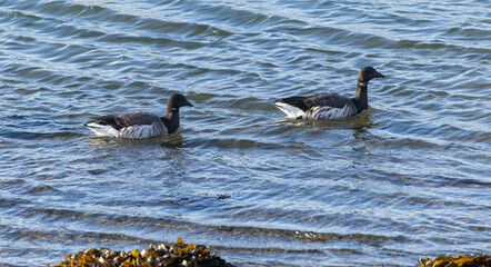 Brent goose - Branta bernicla hrota