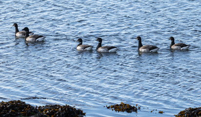 Brent goose - Branta bernicla hrota
