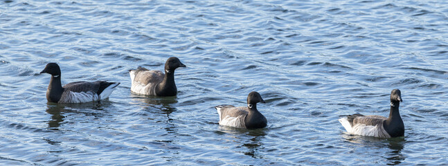 Brent goose - Branta bernicla hrota