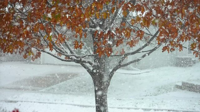 heavy snowfall in front of medium shot of red oak tree with autumn leaves