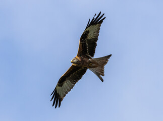 Red kite - Milvus milvus